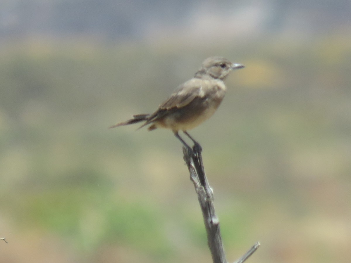 Sickle-winged Chat - ML614102987