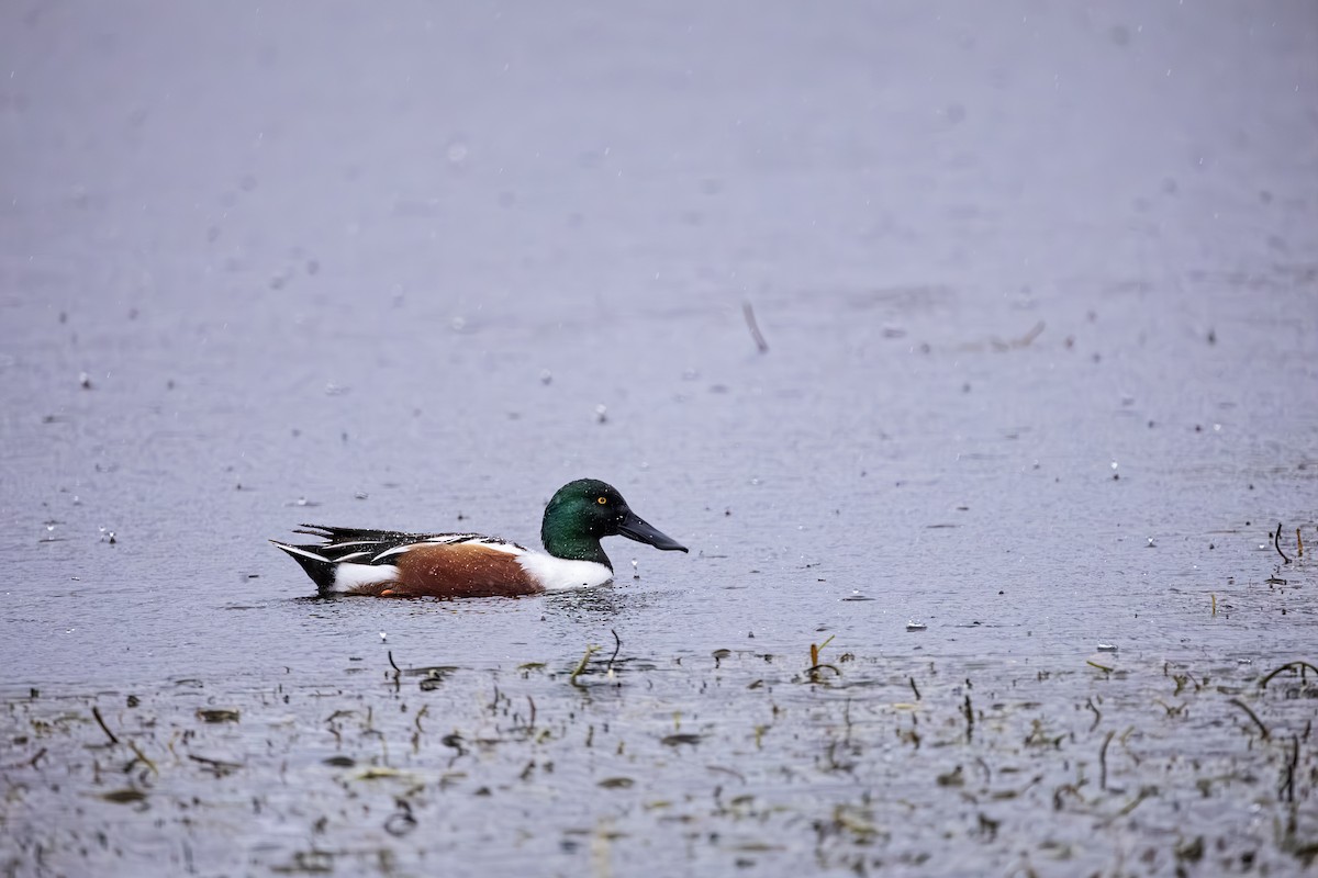 Northern Shoveler - ML614103013