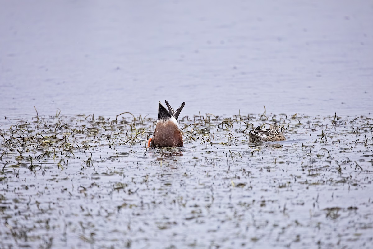 Northern Shoveler - ML614103014