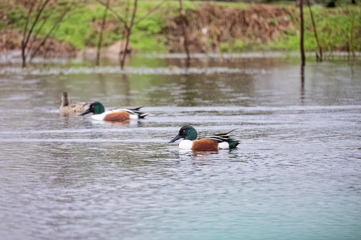 Northern Shoveler - John de St. Germain