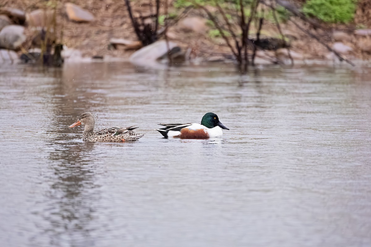 Canard souchet - ML614103023