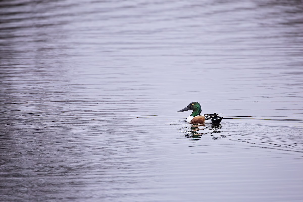 Northern Shoveler - ML614103025