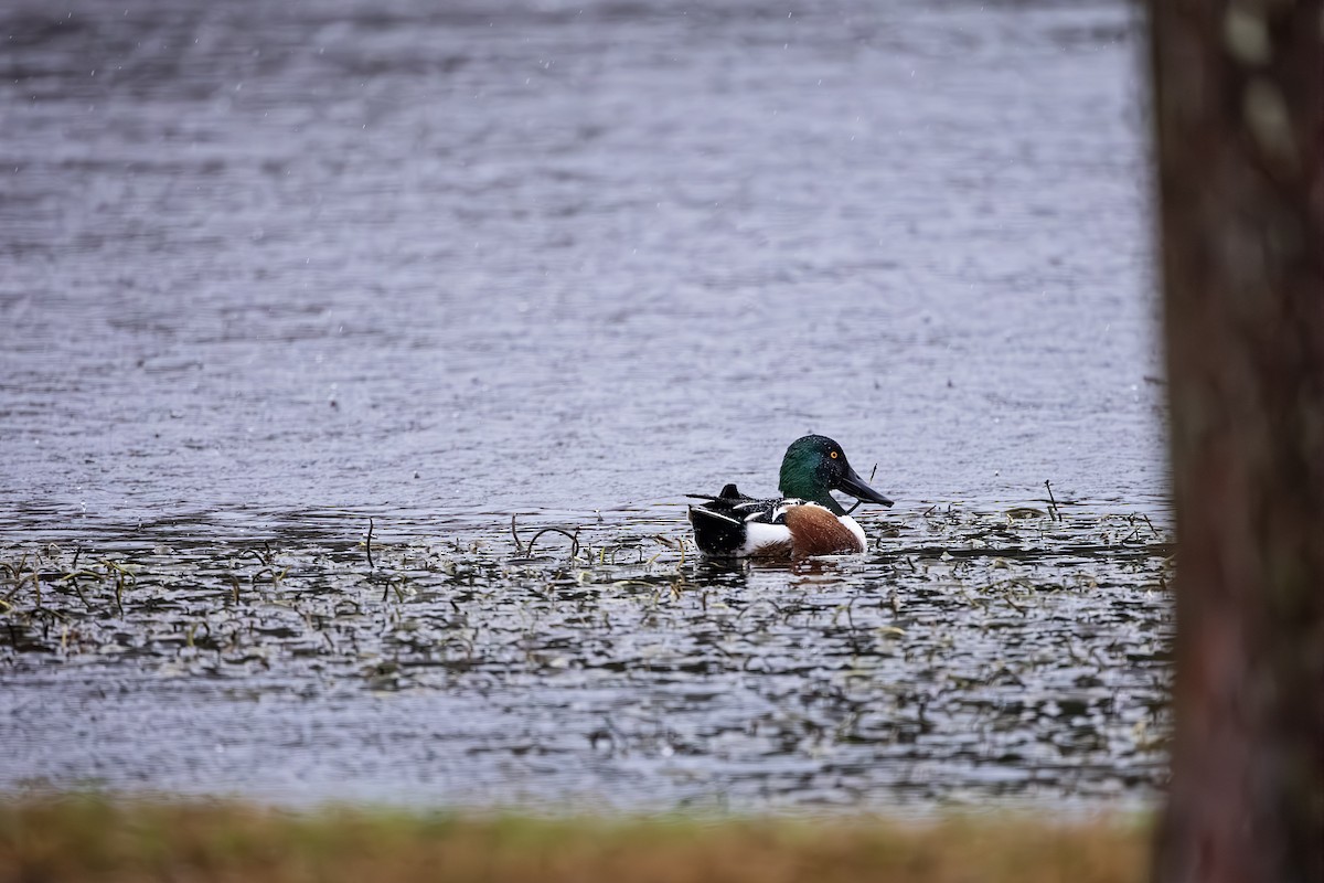 Northern Shoveler - ML614103026