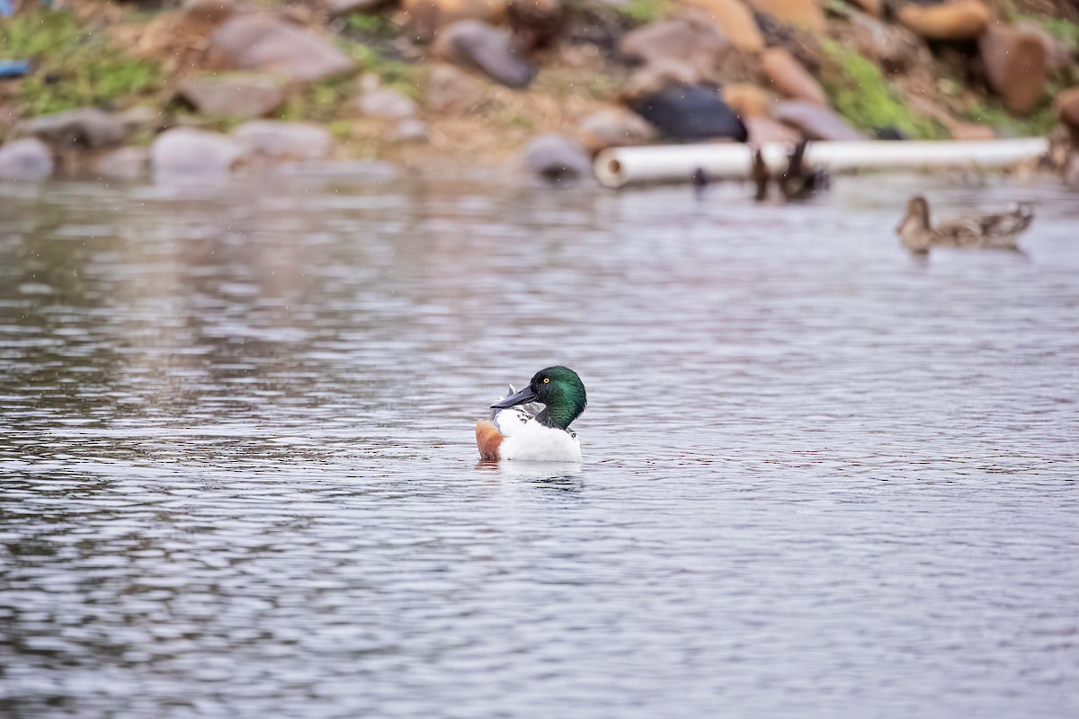 Northern Shoveler - ML614103027