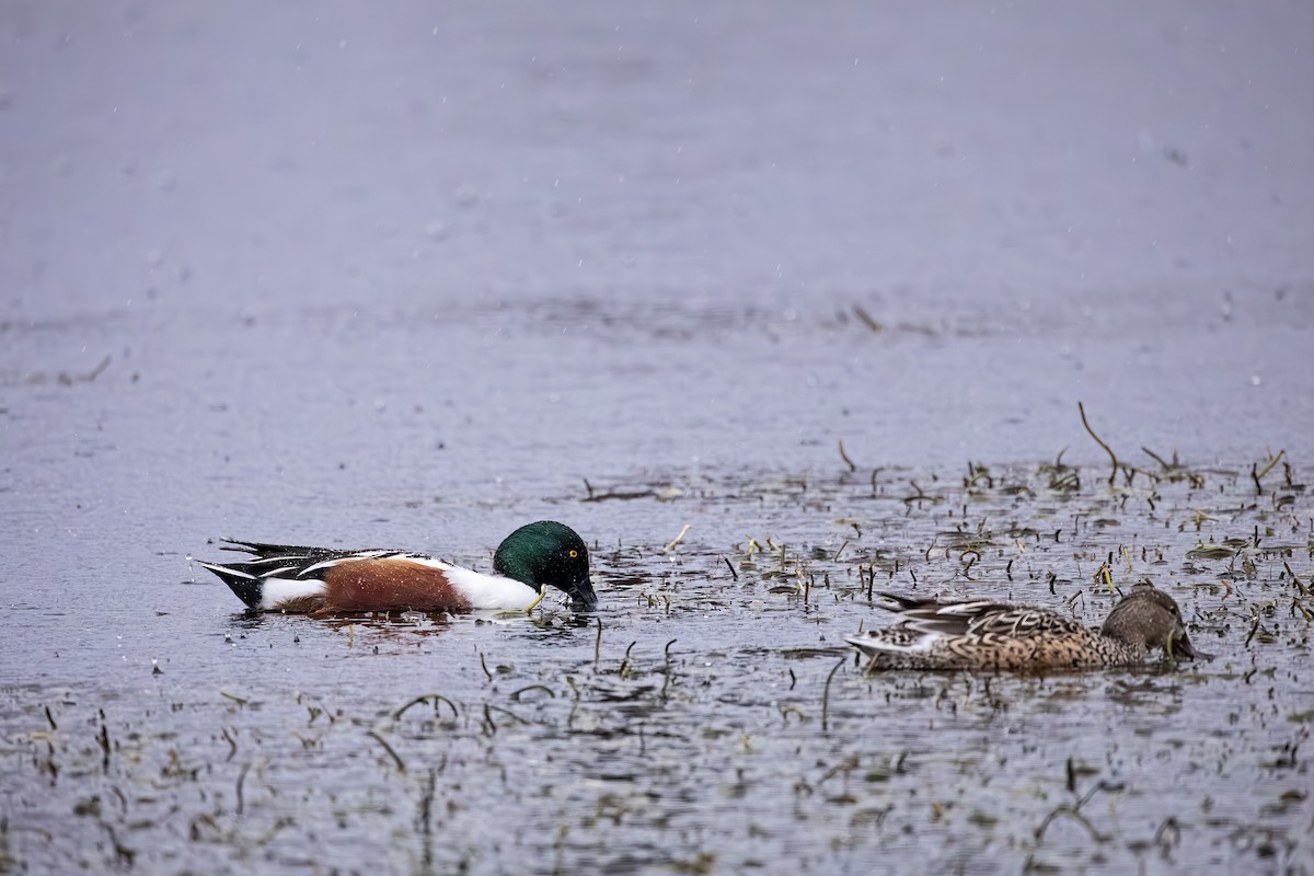 Northern Shoveler - ML614103028