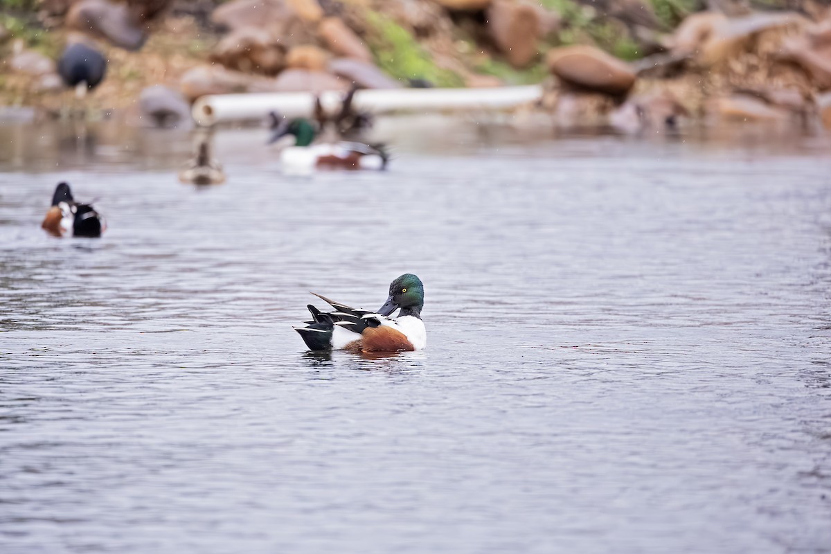 Northern Shoveler - ML614103029