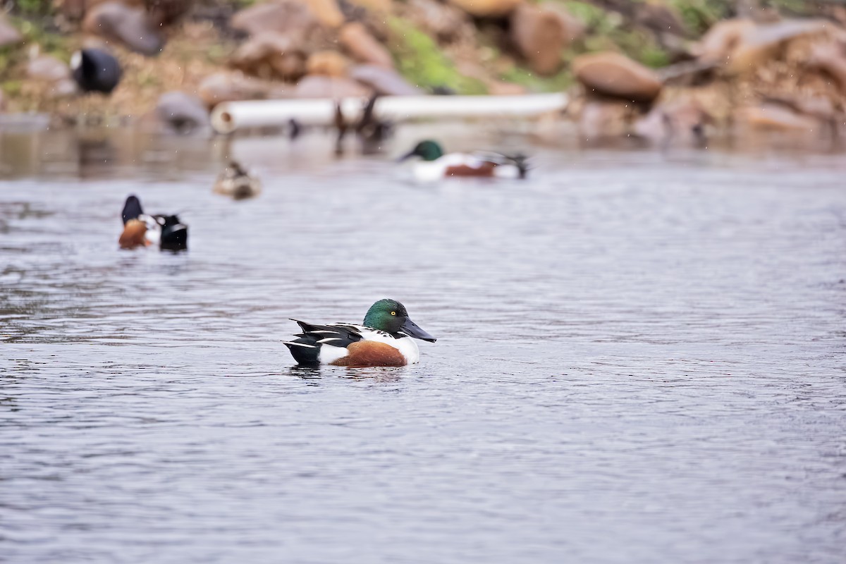 Northern Shoveler - ML614103030