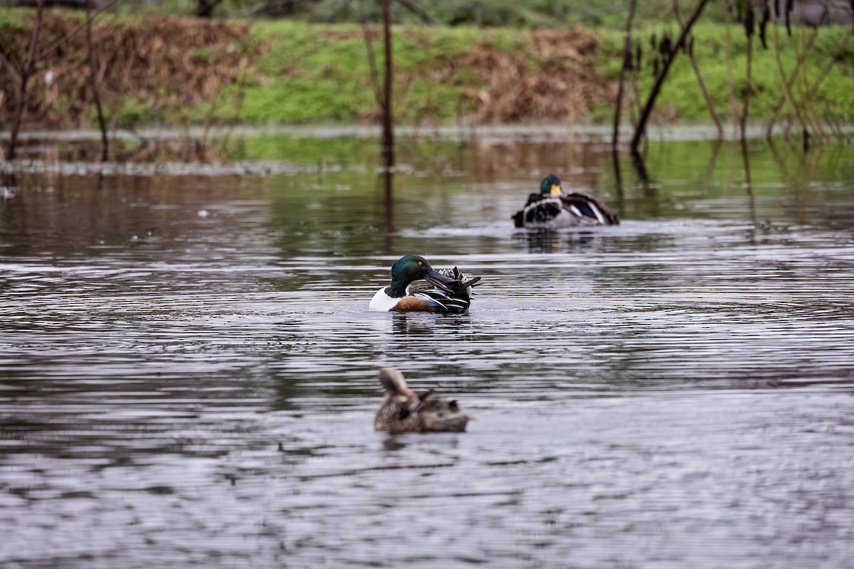 Northern Shoveler - ML614103032