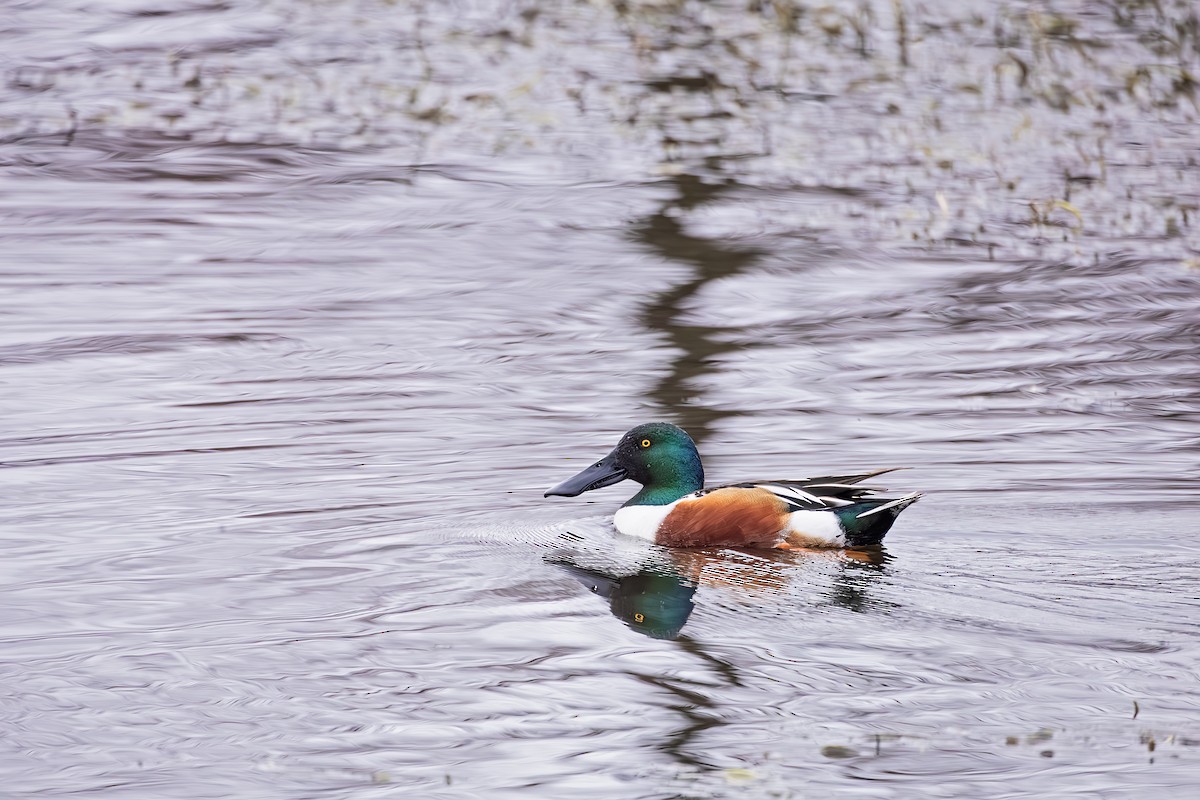 Northern Shoveler - John de St. Germain