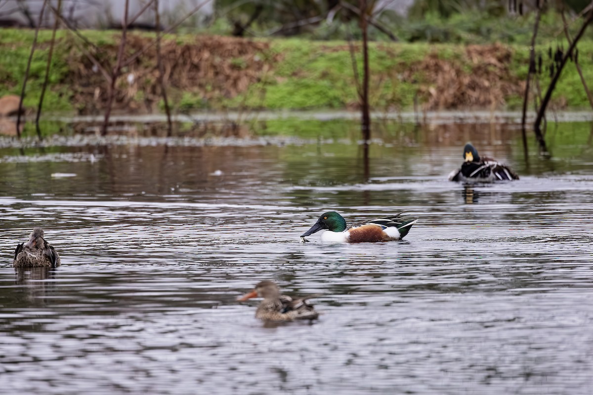 Northern Shoveler - ML614103040