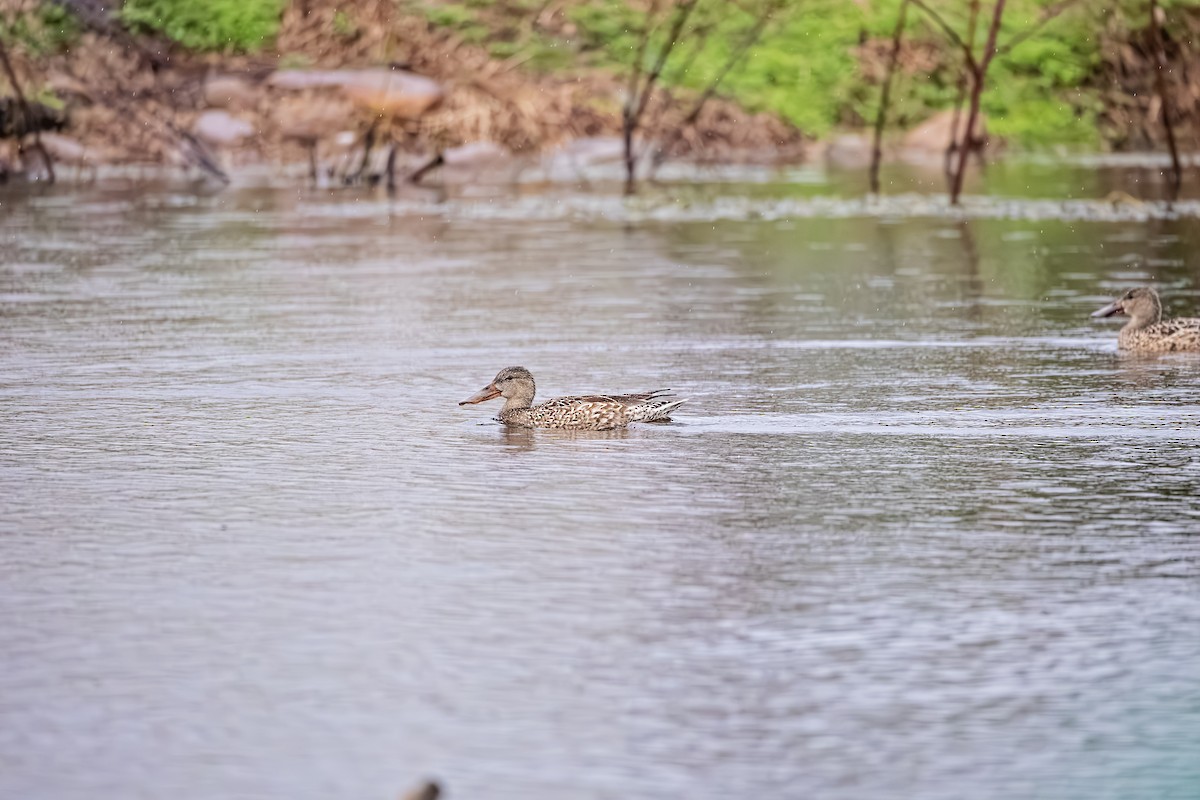 Northern Shoveler - ML614103042