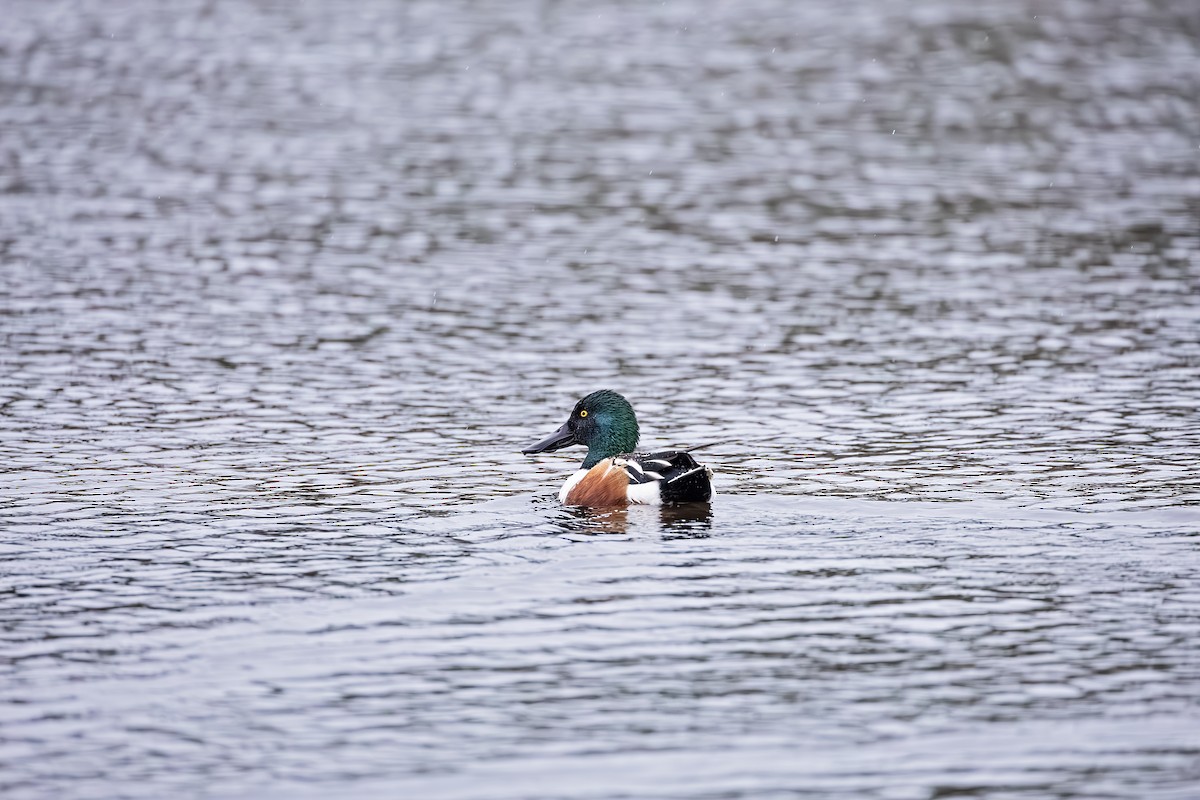 Northern Shoveler - ML614103043