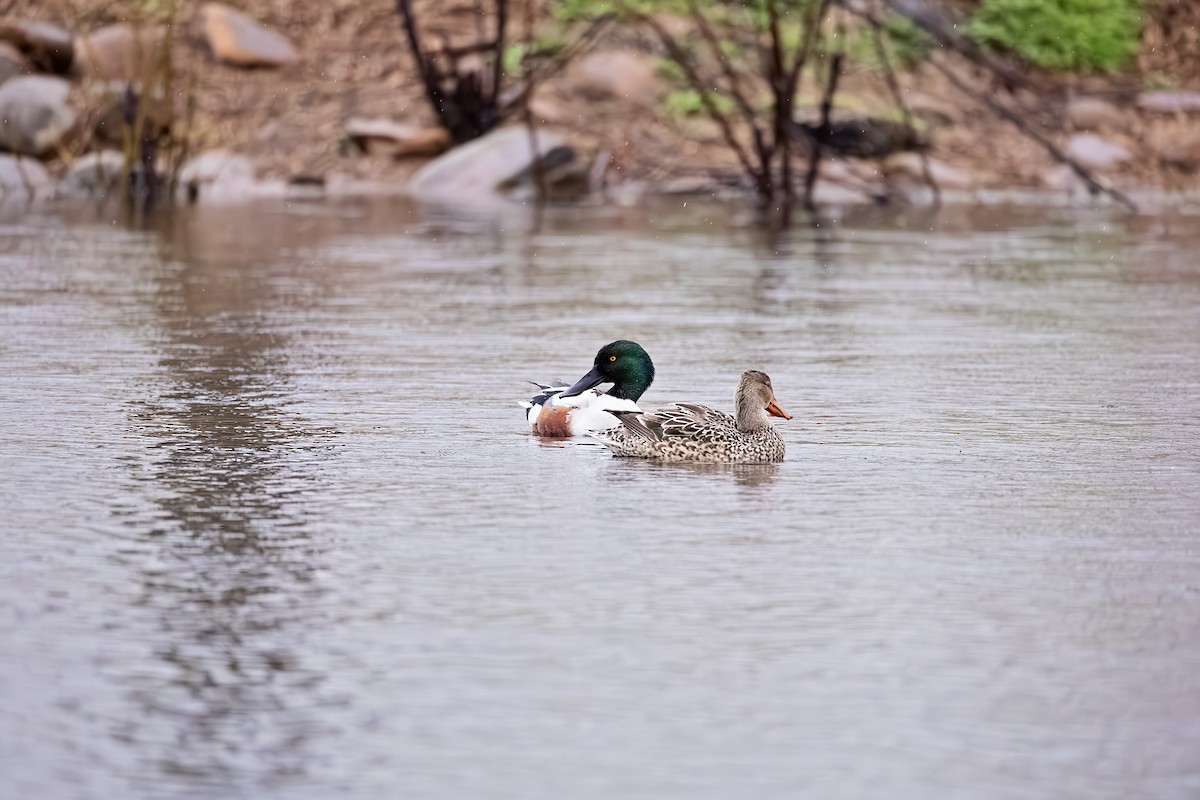 Canard souchet - ML614103044