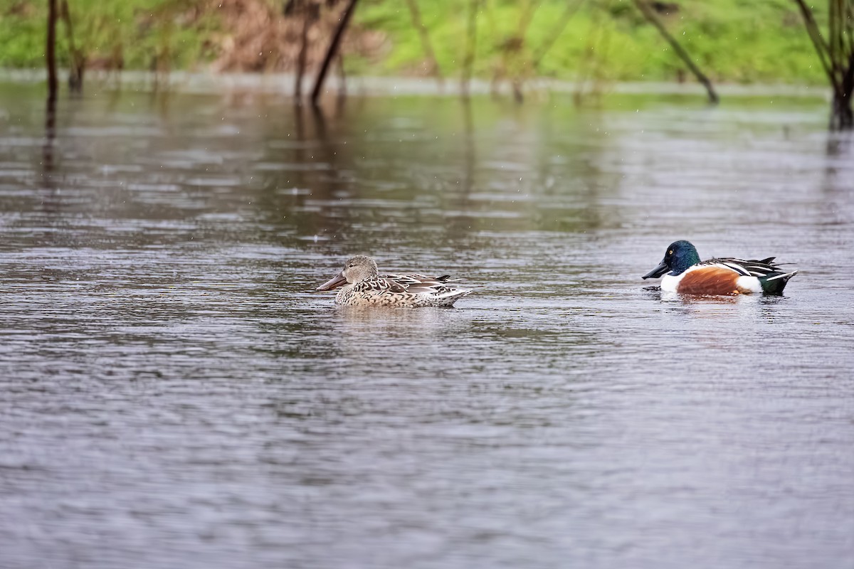 Northern Shoveler - ML614103045