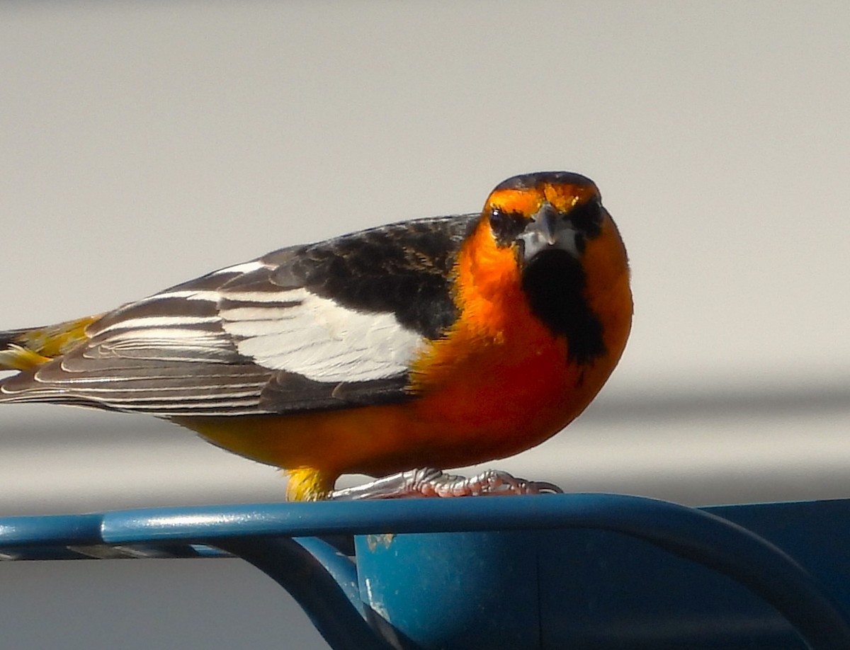 Bullock's Oriole - ML614103075