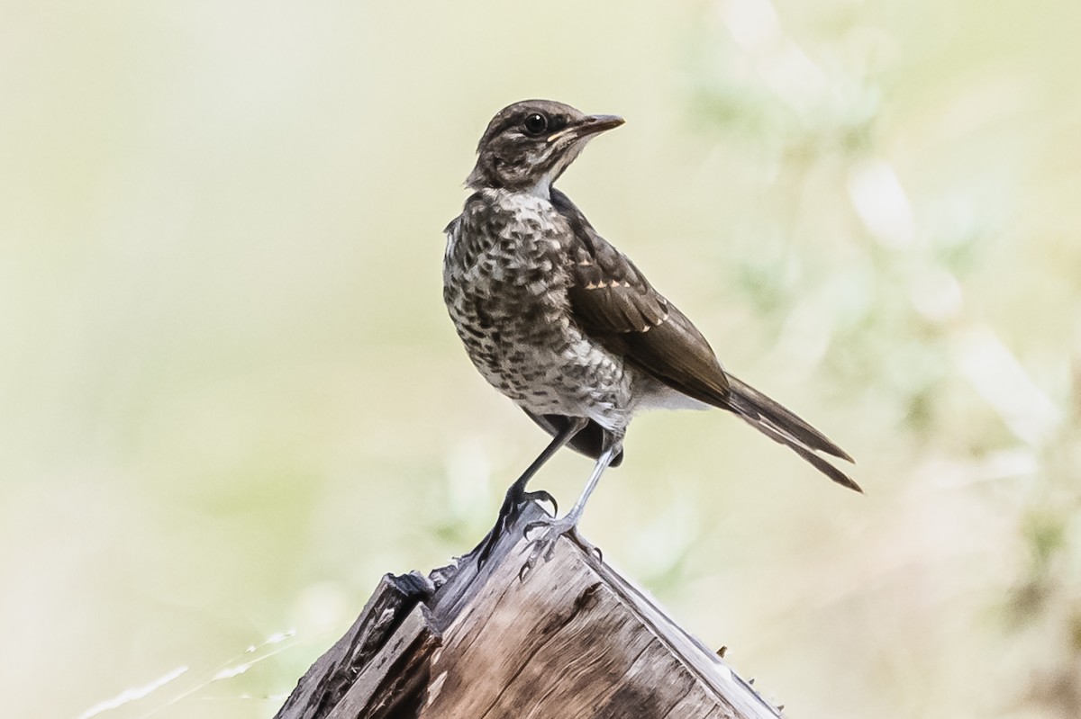 Creamy-bellied Thrush - ML614103084