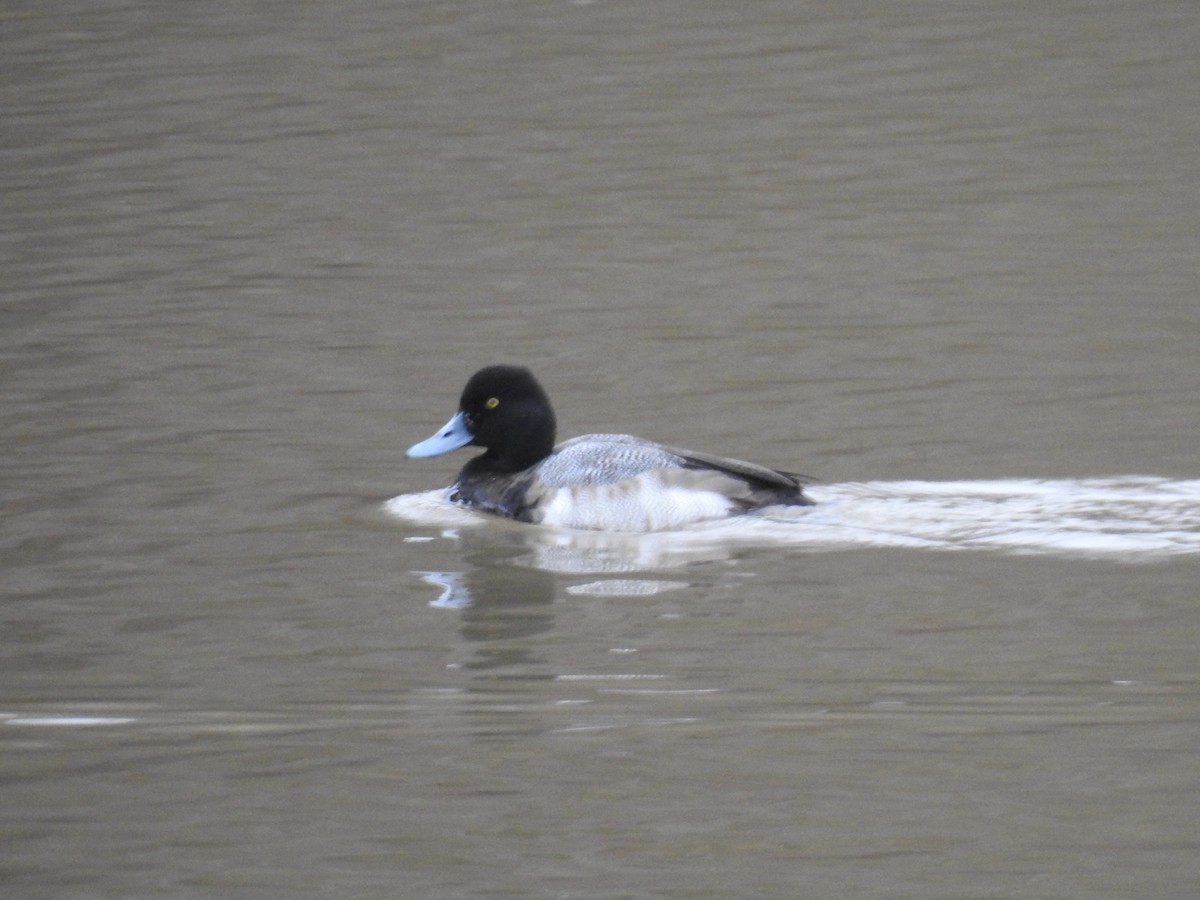 Lesser Scaup - ML614103099