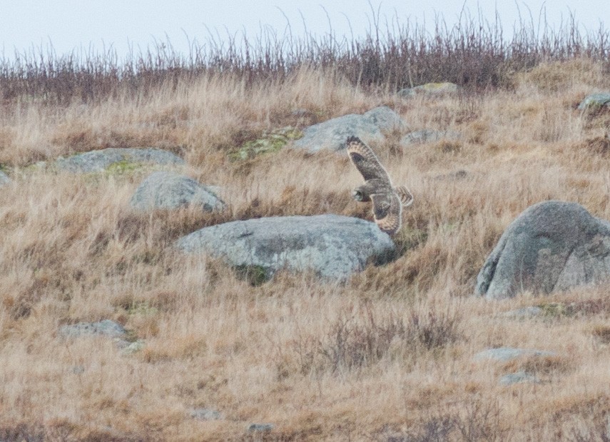 Short-eared Owl - ML614103102