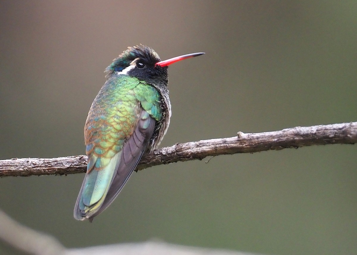 White-eared Hummingbird - ML614103119