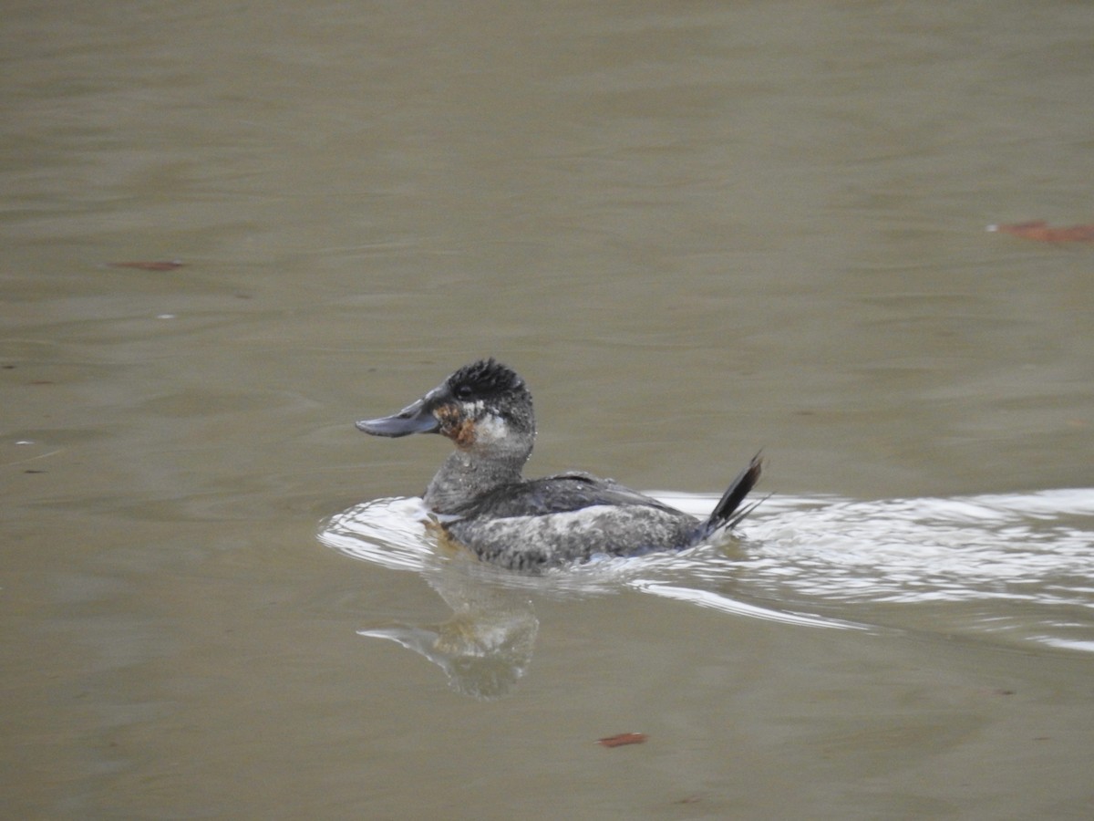 Ruddy Duck - ML614103121