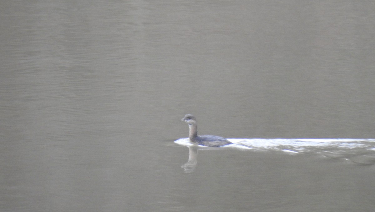 Pied-billed Grebe - ML614103127