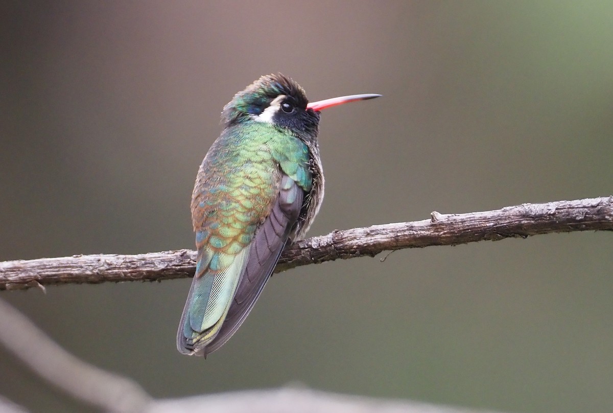 Colibri à oreilles blanches - ML614103132