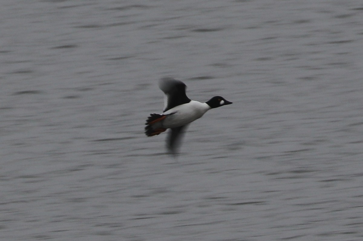 Common Goldeneye - ML614103139