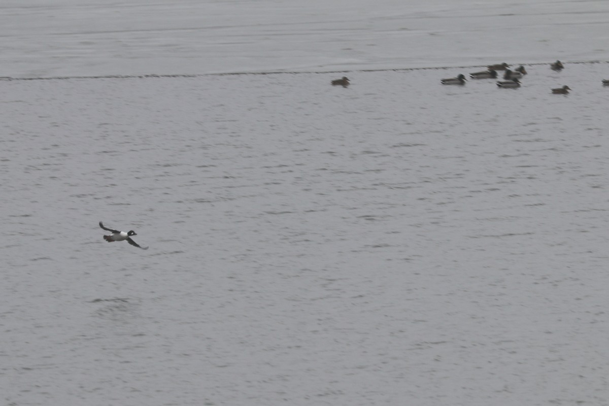 Common Goldeneye - ML614103141