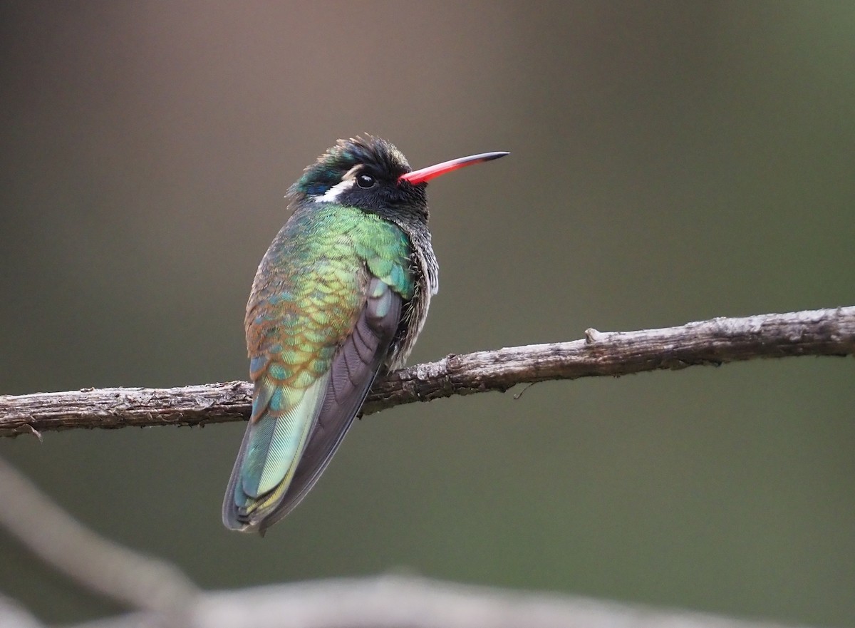 White-eared Hummingbird - ML614103171