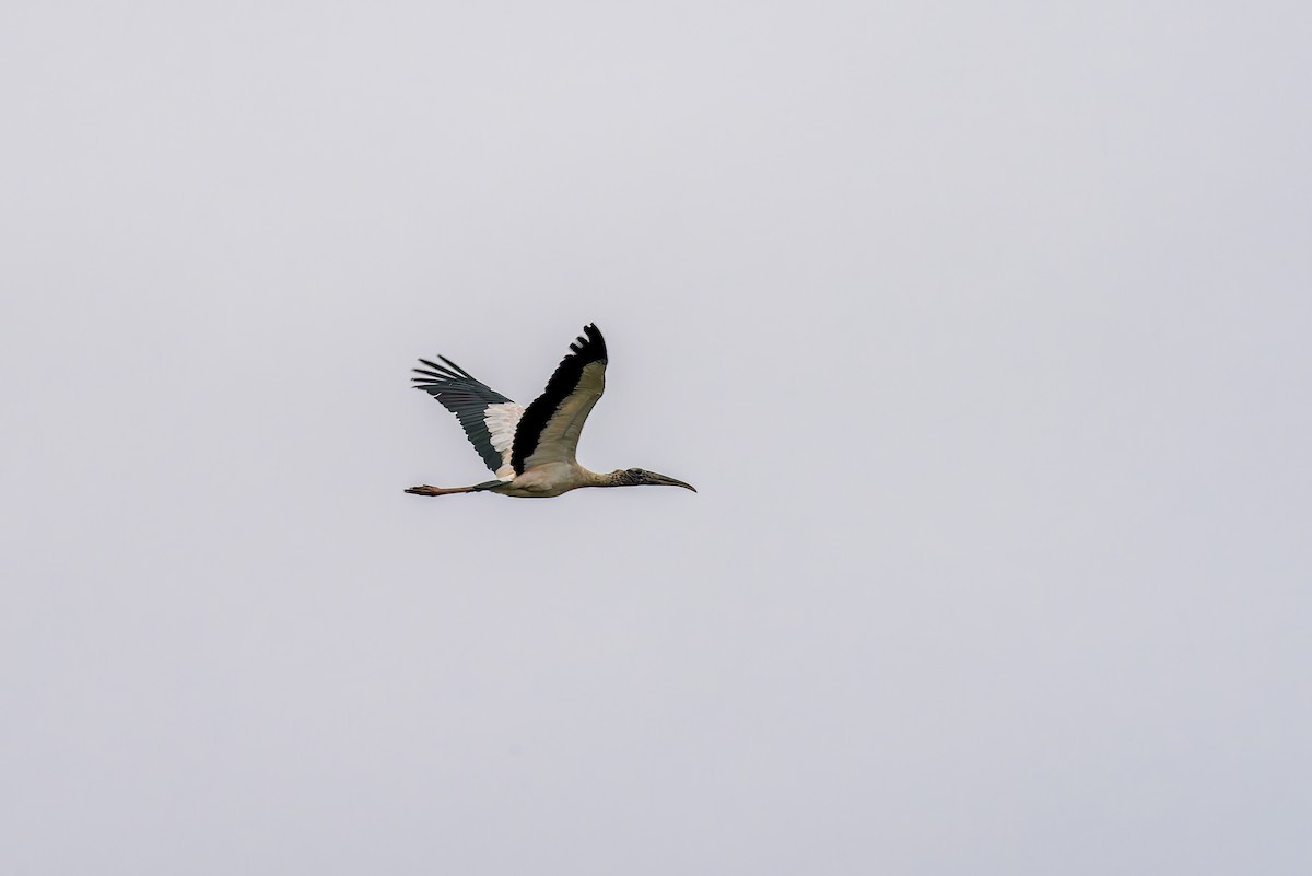 Wood Stork - ML614103182