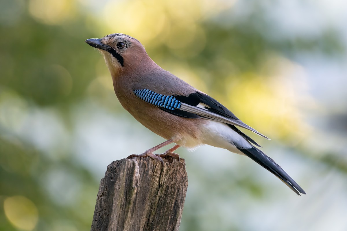 Eurasian Jay - ML614103184