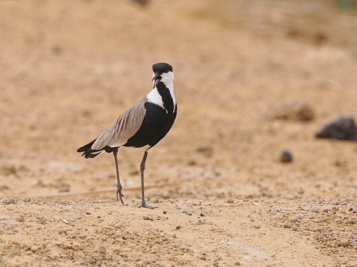 Spur-winged Lapwing - ML614103202