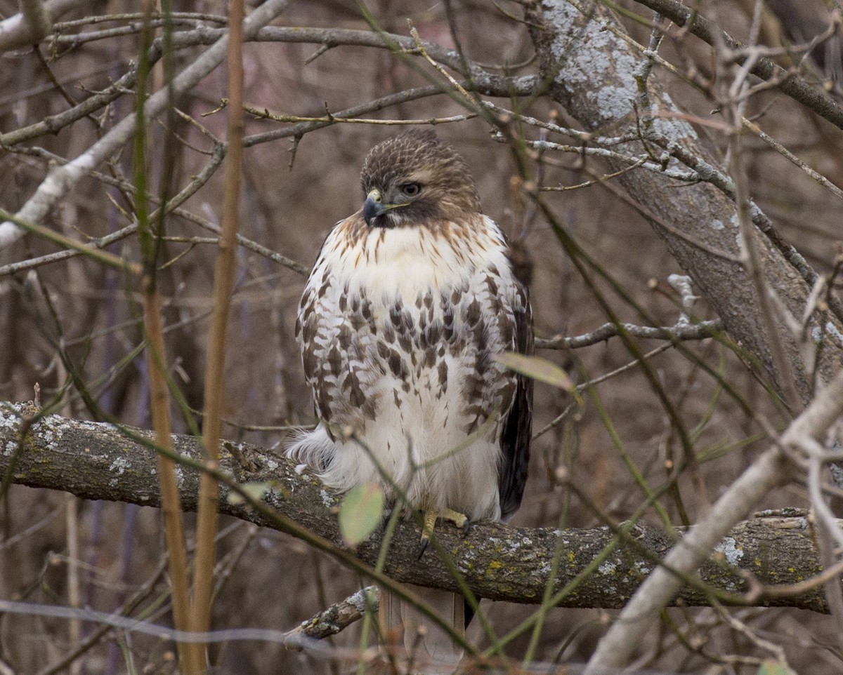 Rotschwanzbussard - ML614103208