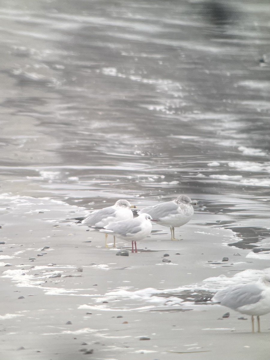 Black-headed Gull - ML614103209