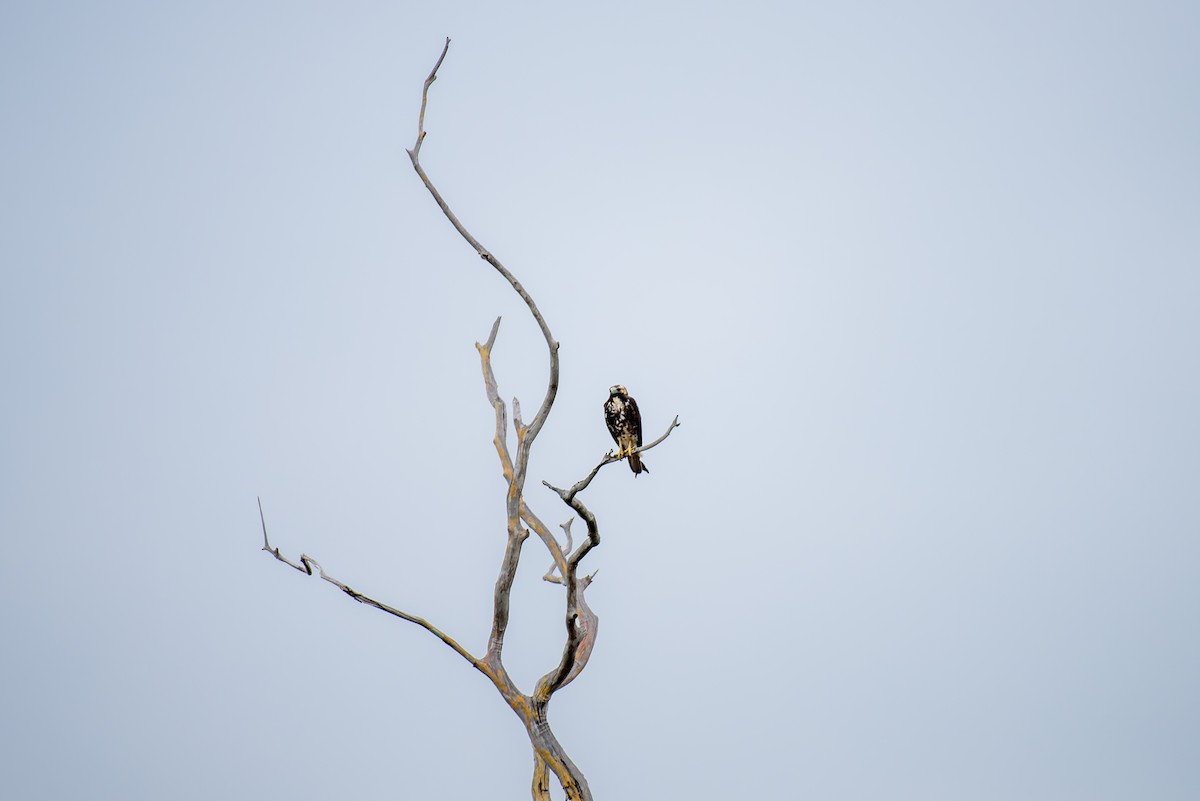 White-tailed Hawk - ML614103216