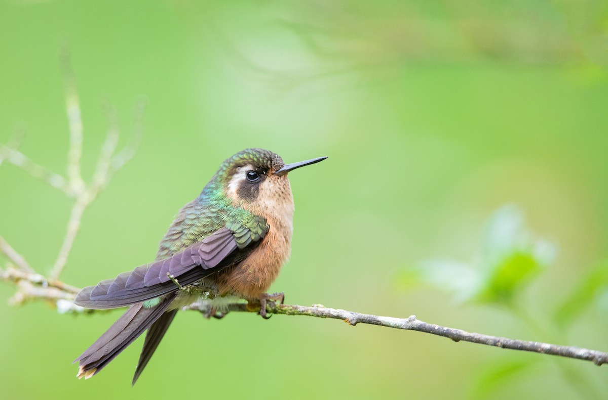 Speckled Hummingbird - Owen Leggio