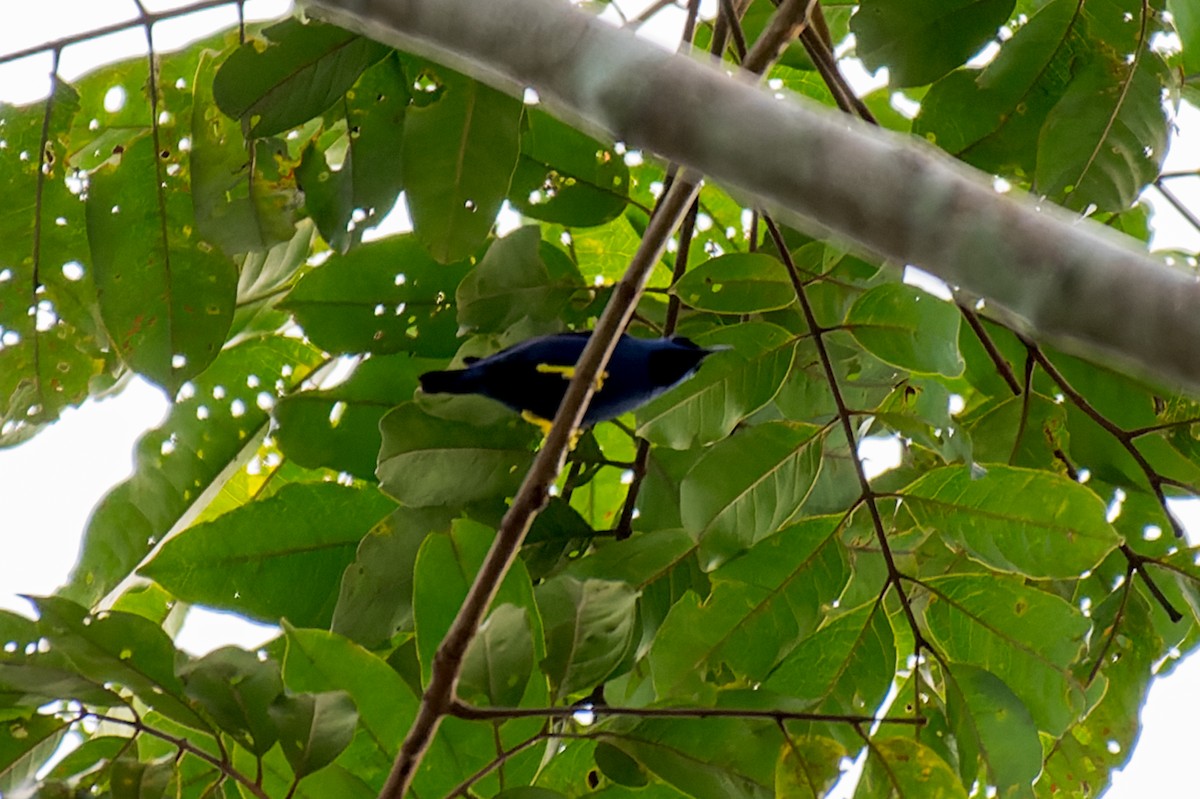 Purple Honeycreeper - Marcelo  Telles