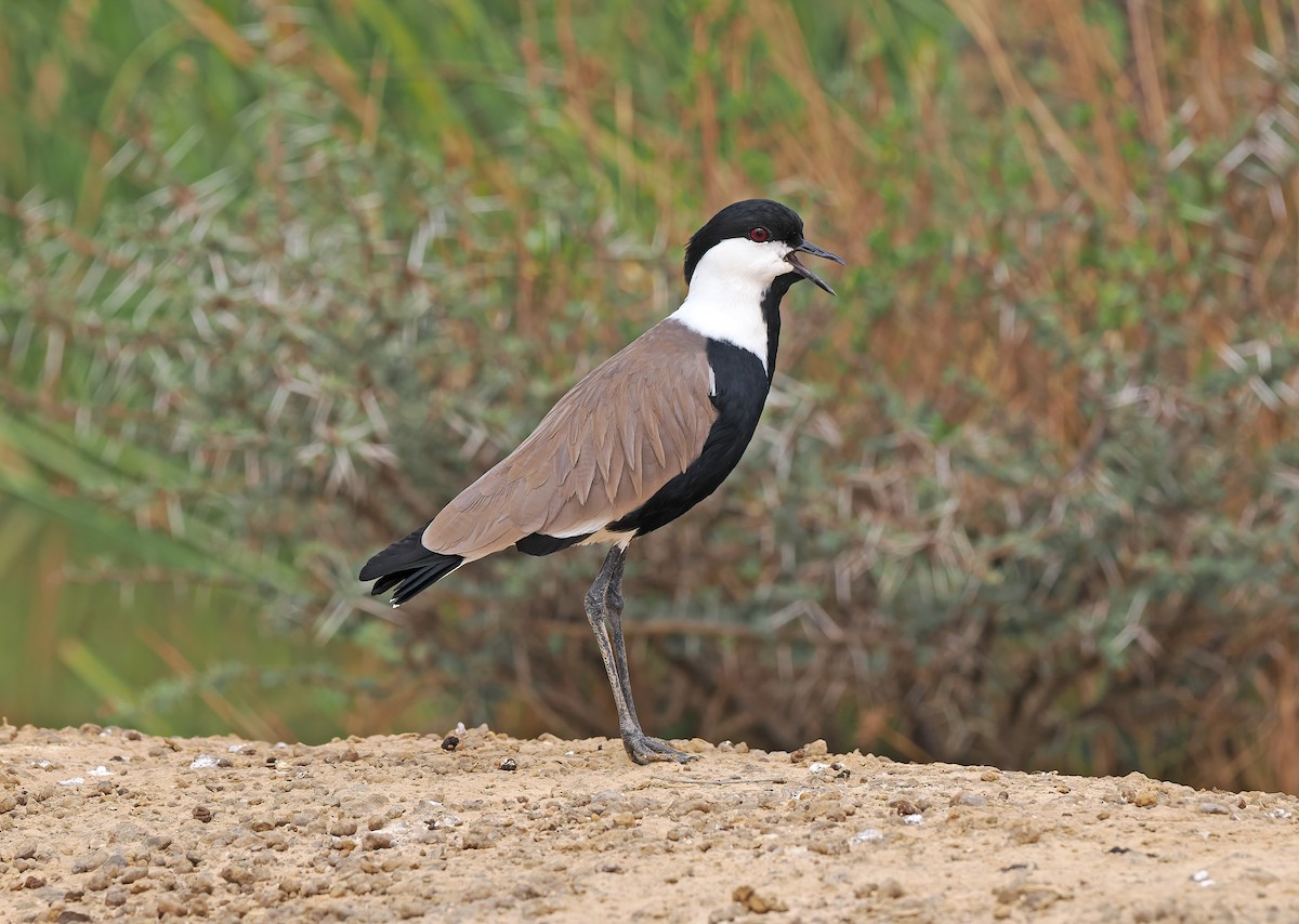 Spur-winged Lapwing - Sam Woods