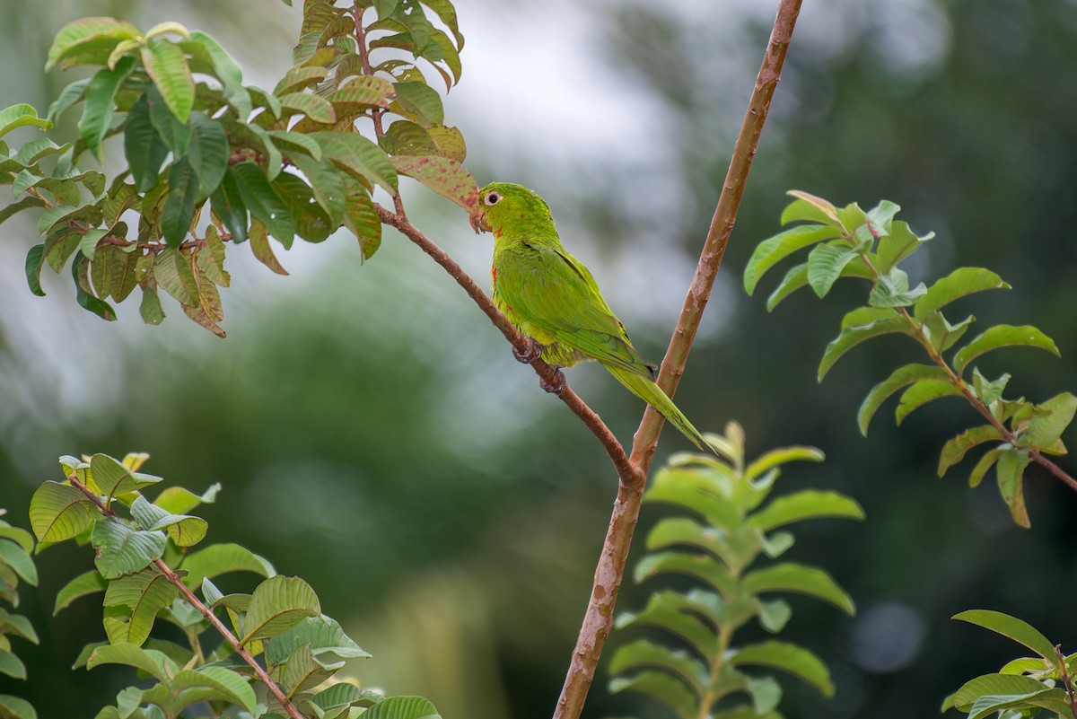 White-eyed Parakeet - Marcelo  Telles