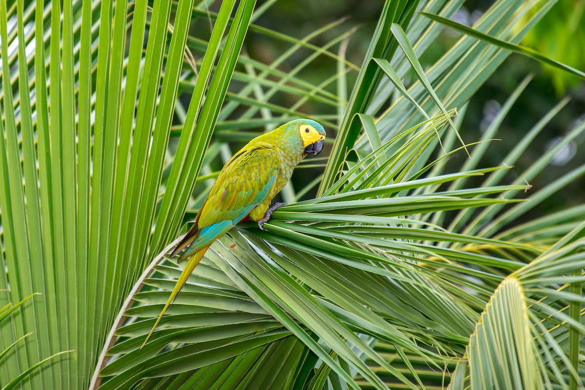 Red-bellied Macaw - Marcelo  Telles