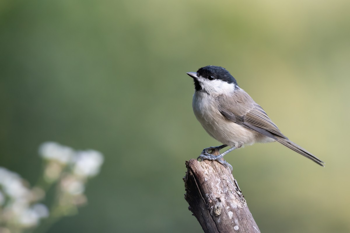 Marsh Tit - ML614103241