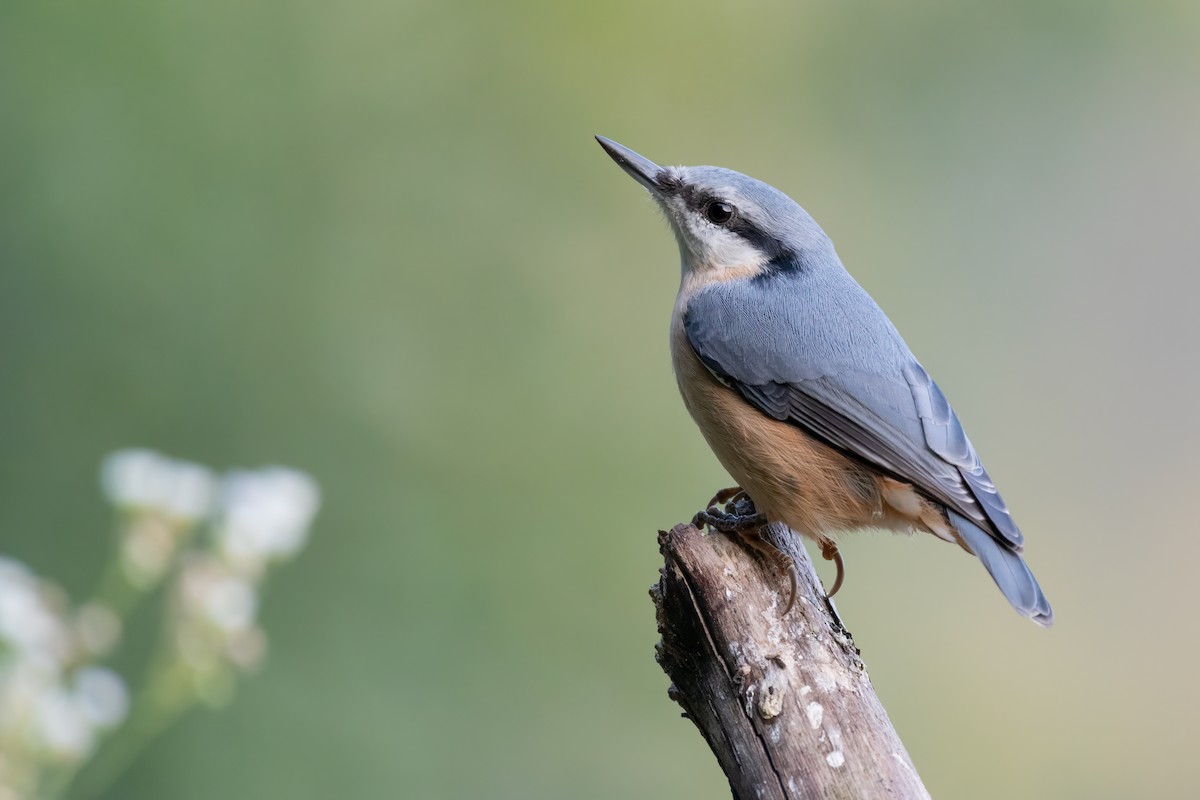 Eurasian Nuthatch (Western) - ML614103249