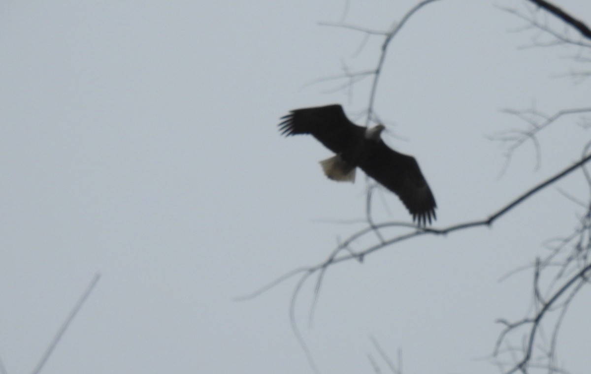 Bald Eagle - ML614103251