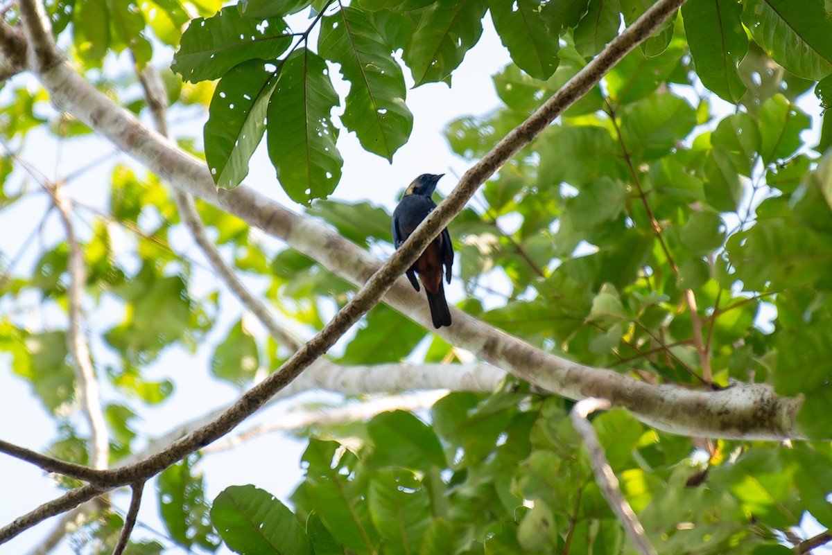 Opal-rumped Tanager - Marcelo  Telles