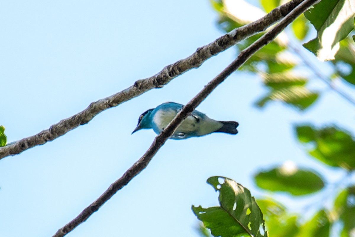 Dacnis à coiffe bleue - ML614103262