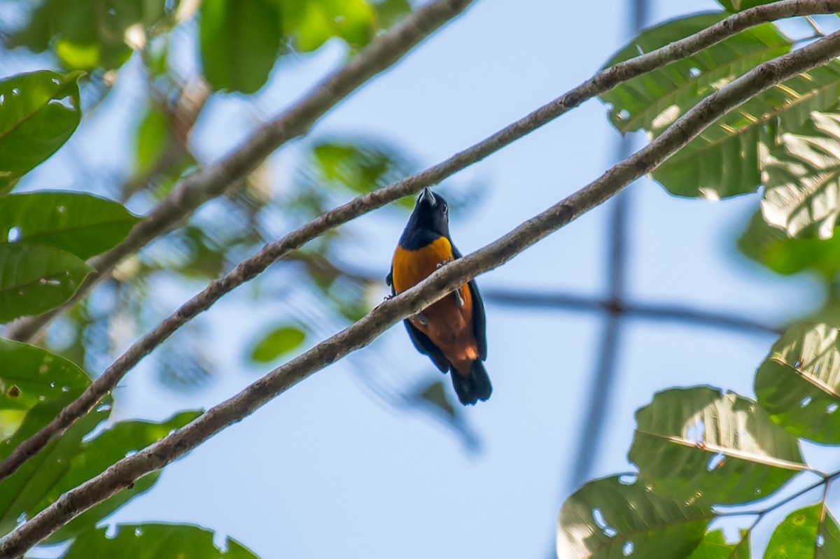 Rufous-bellied Euphonia - Marcelo  Telles