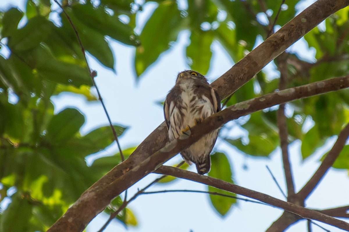 Amazonian Pygmy-Owl - Marcelo  Telles