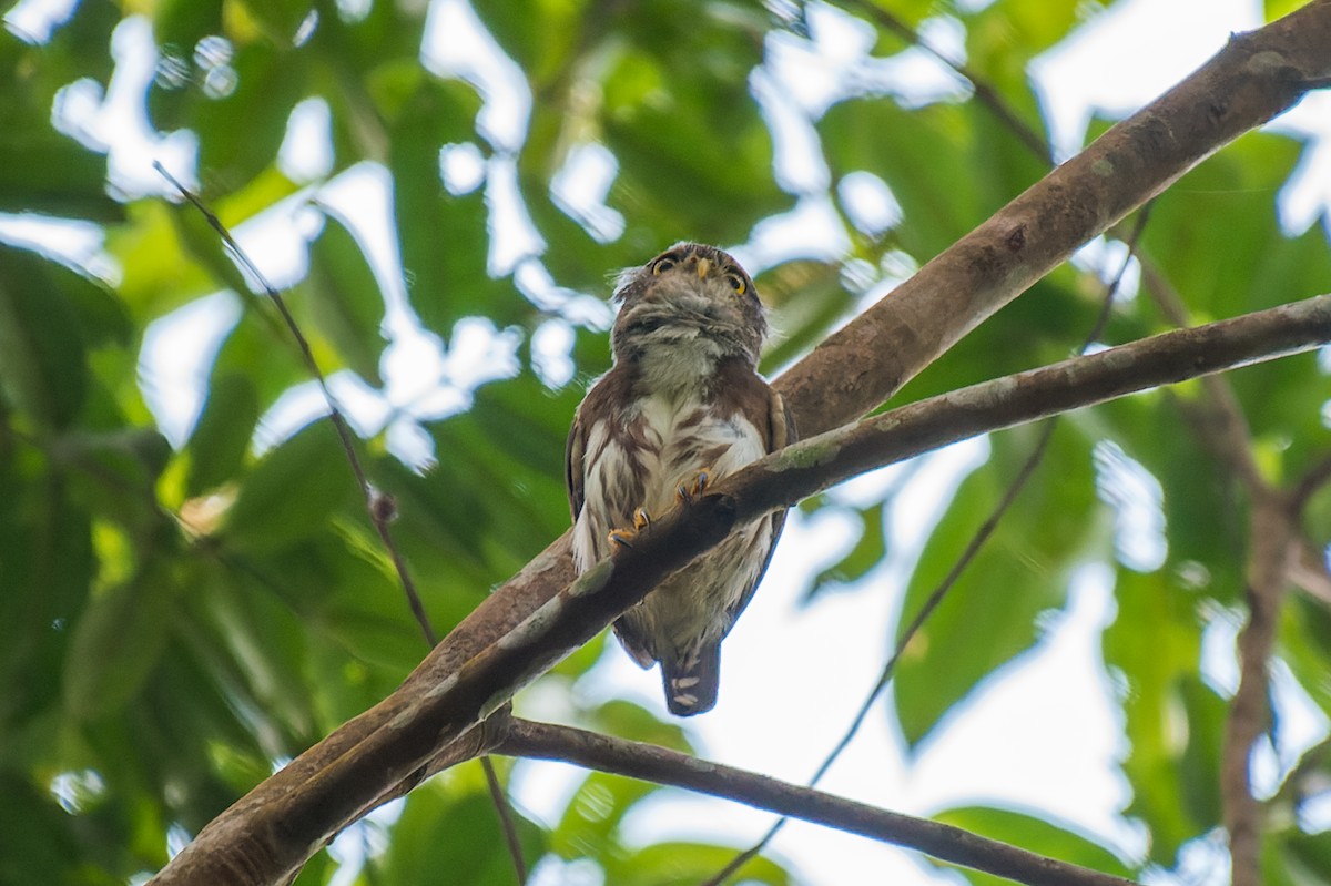 Amazonian Pygmy-Owl - Marcelo  Telles