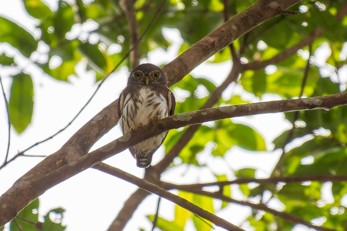 Amazonian Pygmy-Owl - Marcelo  Telles