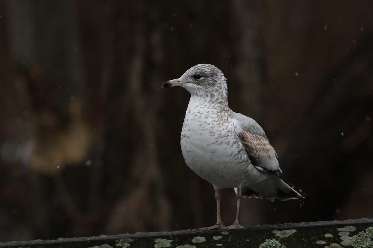 Ring-billed Gull - ML614103305